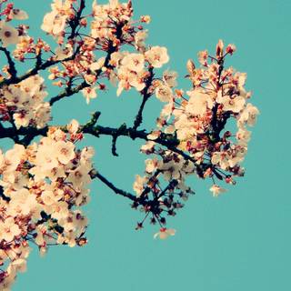 Spring blue sky wallpaper