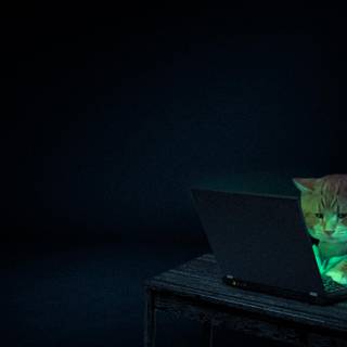 Hacker cat wallpaper
