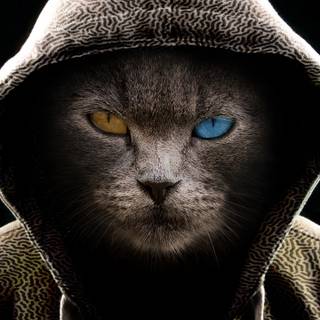 Hacker cat wallpaper