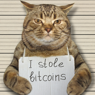 Hacker cat wallpaper