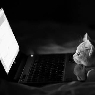 Hacker cat wallpaper