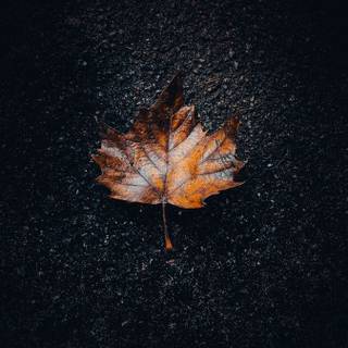 Nature simple wallpaper