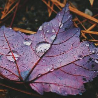 Nature simple wallpaper