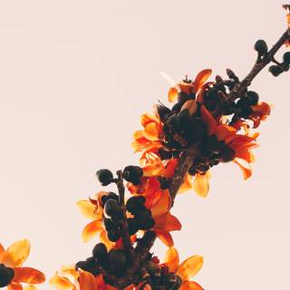 Nature simple wallpaper