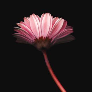 Nature simple wallpaper