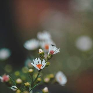 Nature simple wallpaper