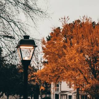 iPhone lamp wallpaper