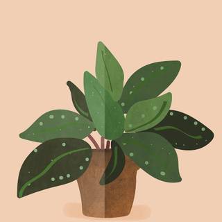 Boho plants wallpaper