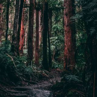 iPhone woods wallpaper