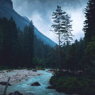 iPhone woods wallpaper