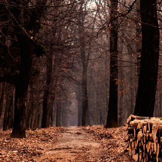 iPhone woods wallpaper