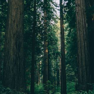 iPhone woods wallpaper