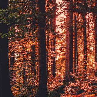 iPhone woods wallpaper