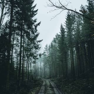 iPhone woods wallpaper