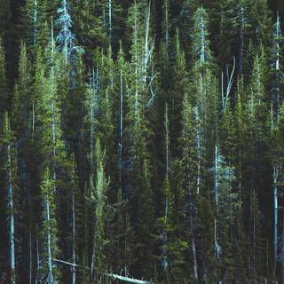 iPhone woods wallpaper