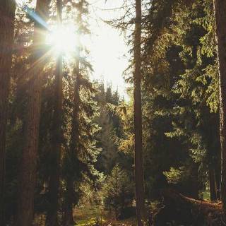 iPhone woods wallpaper