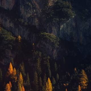 iPhone woods wallpaper