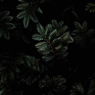 Aesthetic iPhone black wallpaper