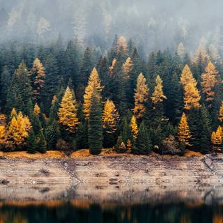 iPhone woods wallpaper