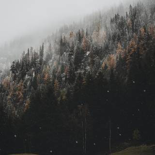 iPhone woods wallpaper