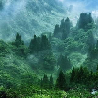 iPhone woods wallpaper