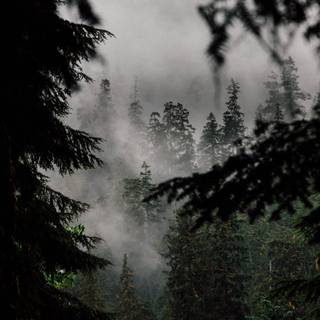 iPhone woods wallpaper