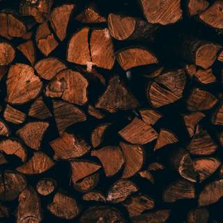 iPhone woods wallpaper