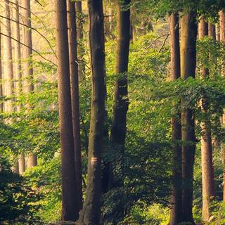 iPhone woods wallpaper