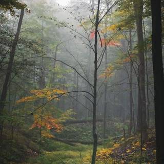 iPhone woods wallpaper