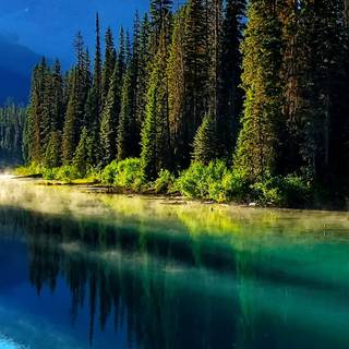 iPhone woods wallpaper