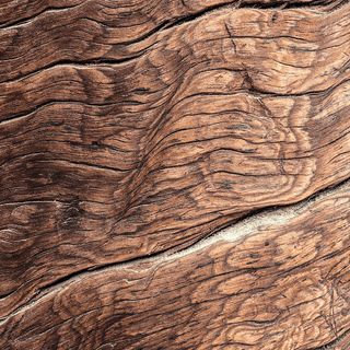 iPhone woods wallpaper