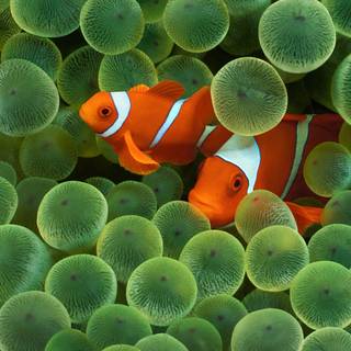iPhone Clownfish wallpaper