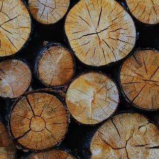 iPhone woods wallpaper