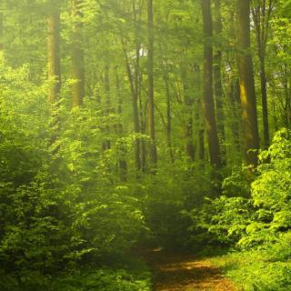 iPhone woods wallpaper