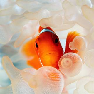iPhone Clownfish wallpaper