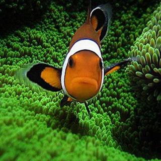 iPhone Clownfish wallpaper