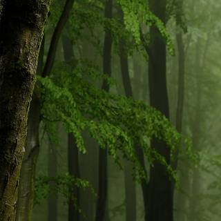 iPhone woods wallpaper