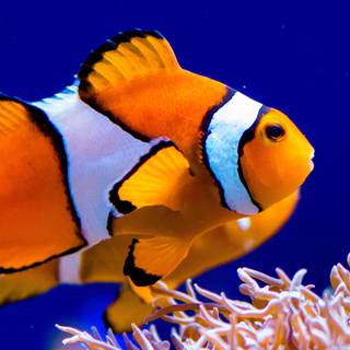 iPhone Clownfish wallpaper