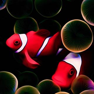 iPhone Clownfish wallpaper