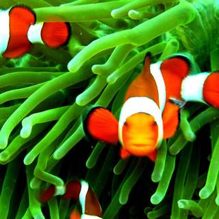 iPhone Clownfish wallpaper