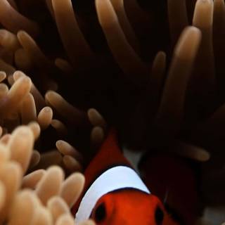 iPhone Clownfish wallpaper
