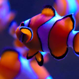 iPhone Clownfish wallpaper
