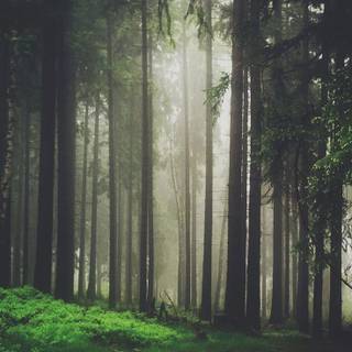 iPhone woods wallpaper