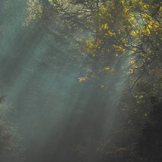 iPhone woods wallpaper