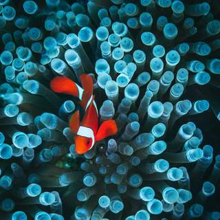 iPhone Clownfish wallpaper