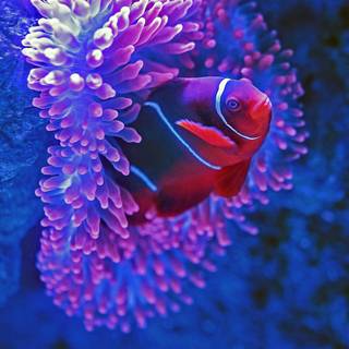 iPhone Clownfish wallpaper