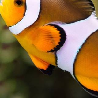 iPhone Clownfish wallpaper