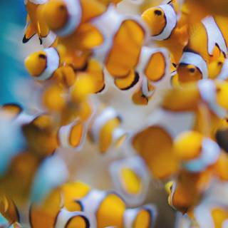 iPhone Clownfish wallpaper