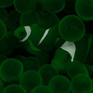 iPhone Clownfish wallpaper