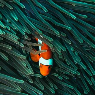 iPhone Clownfish wallpaper